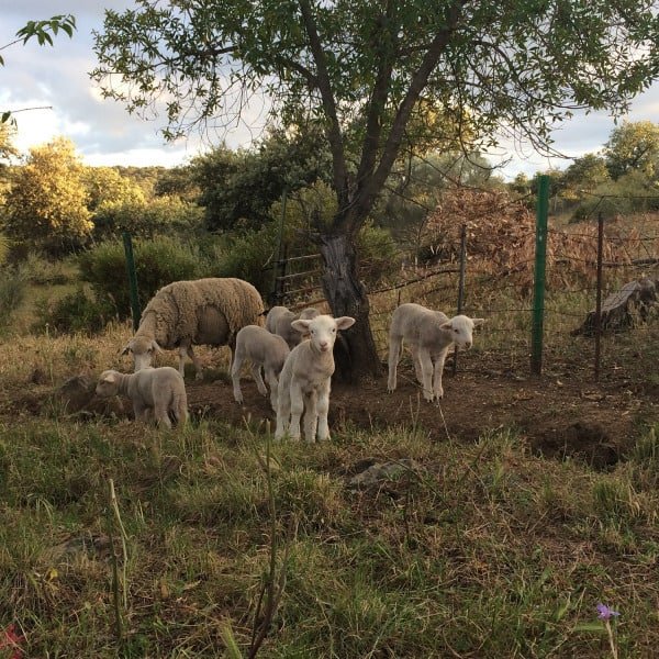Josephine Foster 'No Harm Done' LP